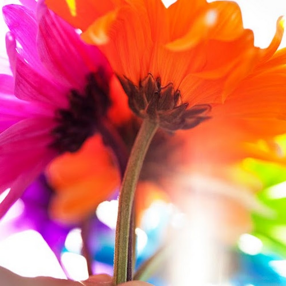 Meet your Posher, Lola